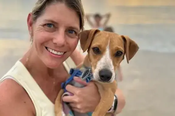 Lost Dog: Tan Male with Floppy Ears