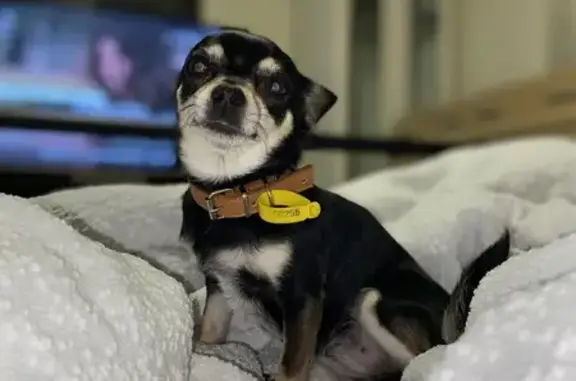 Lost Dog: Black & Gold, Pointy Ears