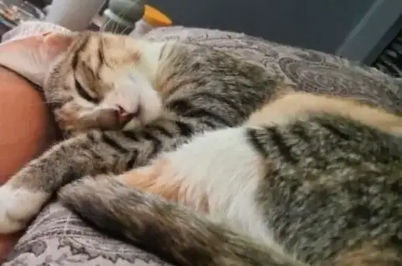 Help Find Our Pregnant Tabby in Queensburgh