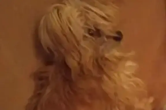 Perro perdido: pequeña canela en Carcagente