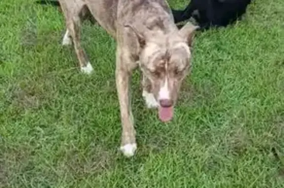 Lost Husky Mix & Black Lab on CR 410 - photo