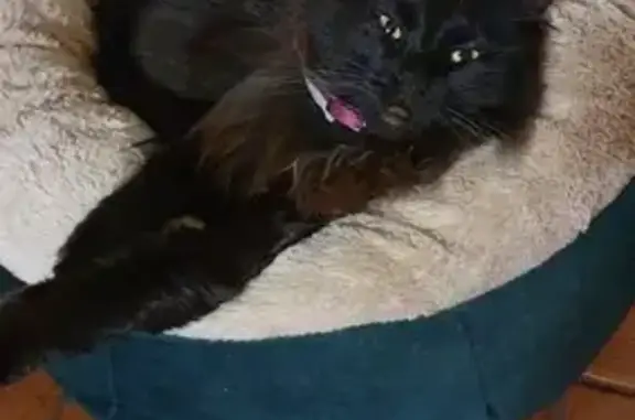 Lost Fluffy Cat: Ballarat, Pink Collar