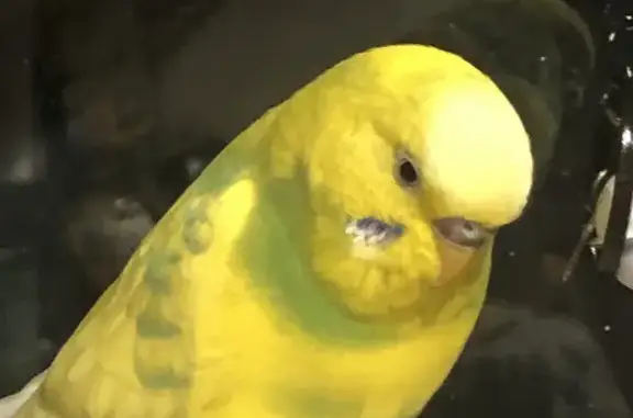 Lost Yellow-Green Budgie in Woollahra