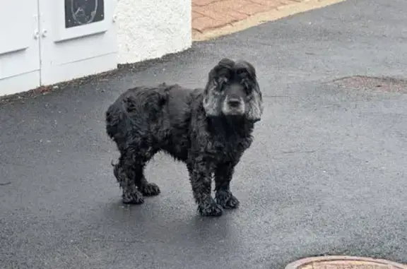 Animaux trouvés Lorient, photo: Chien curieux sans collier, Rue des Mouettes