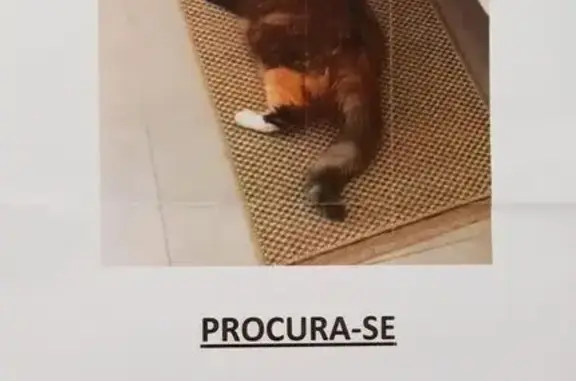 gato desaparecida