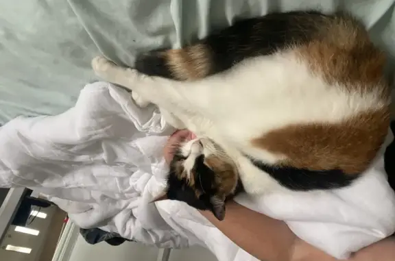 Missing cat , photo: Lost Cat in Lions Court, Shepparton