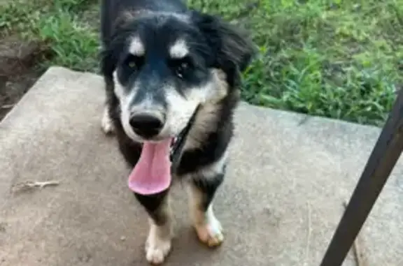Help Find Sable Mae: Lost Goberian Dog