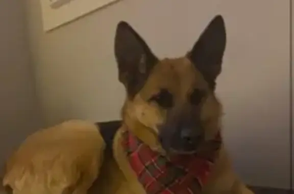 Lost German Shepherd: Help Us Find Her!