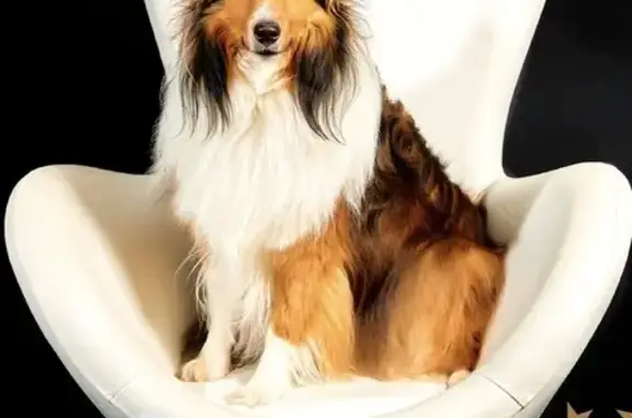 Lost Sable Sheltie in Wesley Chapel - photo