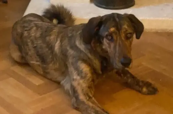 Chien perdu Perpignan, photo : Chien perdu à Perpignan : Beauceron brun