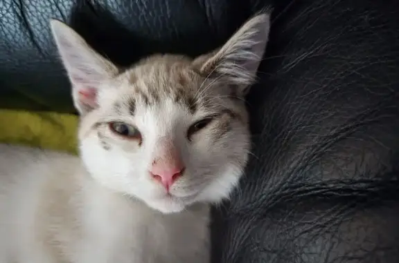 Chat perdue Bohars: siamois tacheté marron - photo