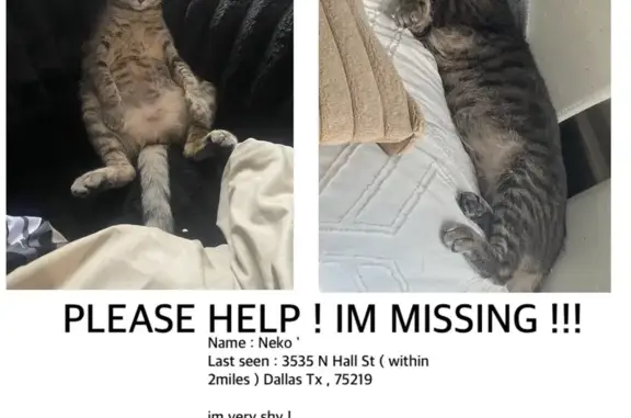 Missing cat Dallas, photo: Lost Cat Alert: North Hall St, Dallas