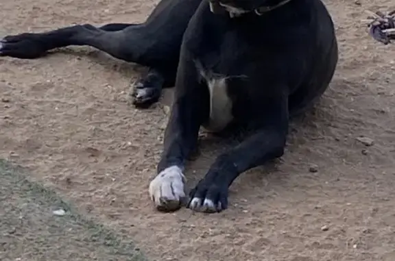 Lost Black Pit Bull Mix on East Paseo