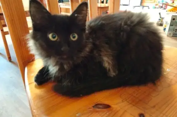 Animaux perdus , photo: Chat perdue aux Essarts-en-Bocage