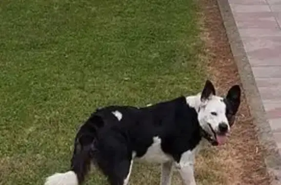 Perro Perdido en Llanes: Marcelo, Blanco y Negro - photo