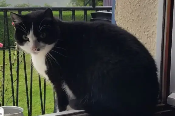 Chatte perdue à Montsauche: Felix, noir et blanc - photo