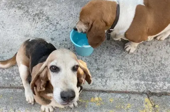 Búsqueda de mascotas, foto: Pareja de Perros Perdidos en Cuautitlán Izcalli