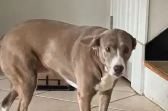 Lost pets Arlington, photo: Lost Dog Near Cloister Apts, Arlington