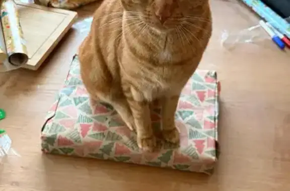 Animaux perdus , photo: Chat roux perdu Rue de la Fuye