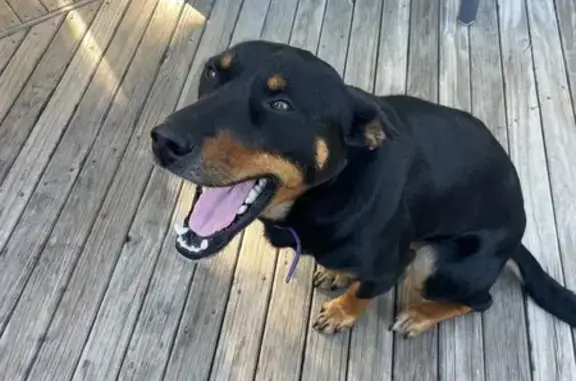 Black and Tan Kelpie with purple collar. Friendly