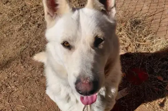 Found dog Oklahoma City, photo: Found: Young White German Shepherd - OK
