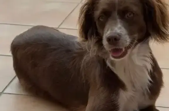 Perros perdidos, , foto: Perra Marrón Perdida en Eivissa: Ayuda