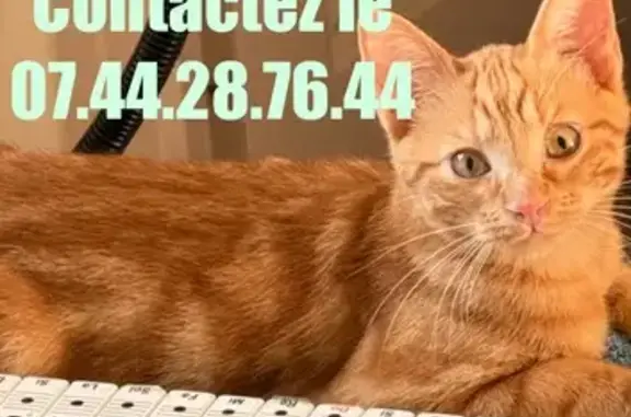Chat roux perdu, griffes abîmées, Marseille - photo