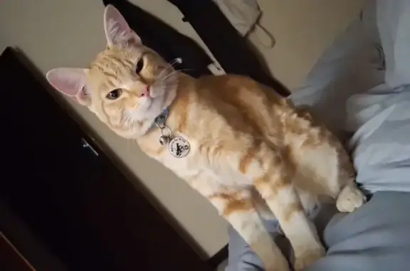 Lost Ginger Cat: Affectionate...