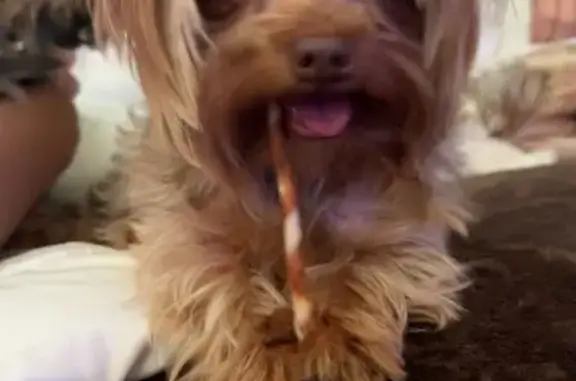 Lost Light Brown Dog, Groff Ave, Indy