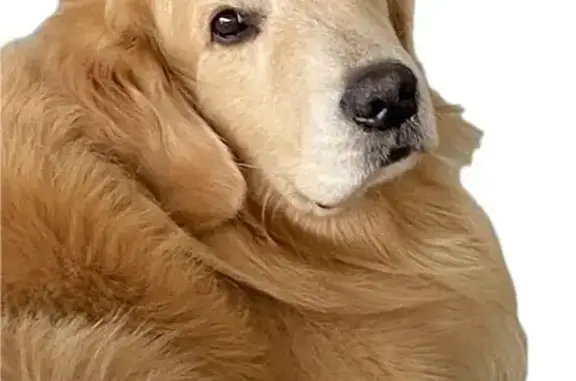 Missing dog Keswick, photo: Lost Senior Golden Retriever in Keswick