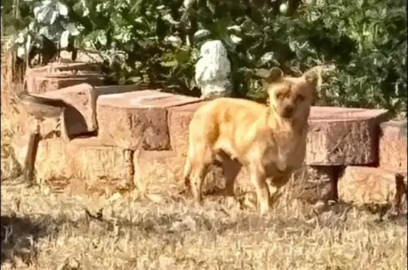 Lost Tan Chihuahua, Wild Flower Place - photo