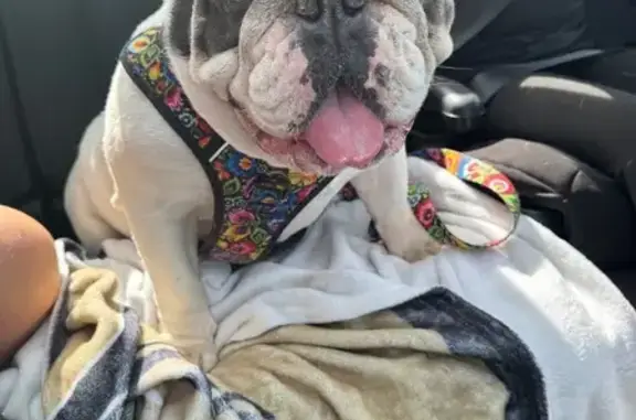Lost English Bulldog in Timber Ridge