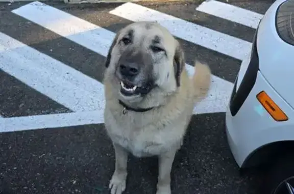 Found dog Puyallup, photo: Found: Sweet Beige Dog in Puyallup