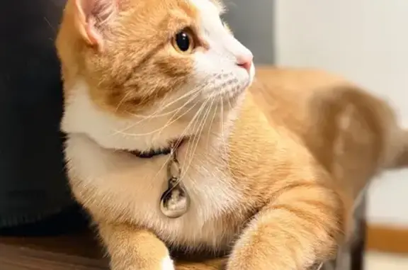 Missing cat Portland, photo: Lost Orange Tiger Cat: Leo on the Loose!