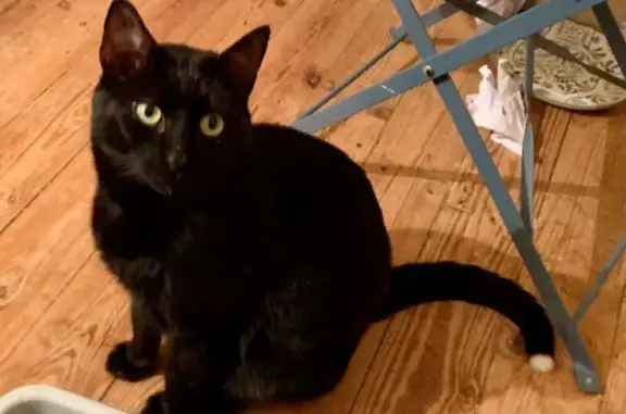 Animaux trouvés Roquebrune-sur-Argens, photo: Chat noir mâle trouvé à Roquebrune-sur-Argens