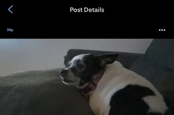 Lost Black & White Dog in Clarksville