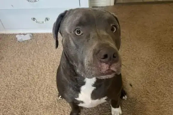 Lost Dog: Help Find King in Newcastle!