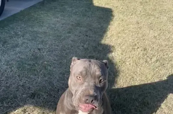 Lost Dog: Grey with White Chest in OK