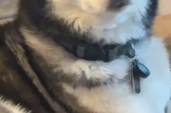 Lost Husky: Seizure Meds Needed, East Stroudsburg