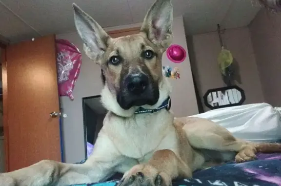 Help Find Gunner: Lost Dog in Corbin! - photo