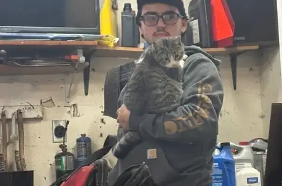 Lost Cat: Friendly Tuxedo-Tabby in Middlebury