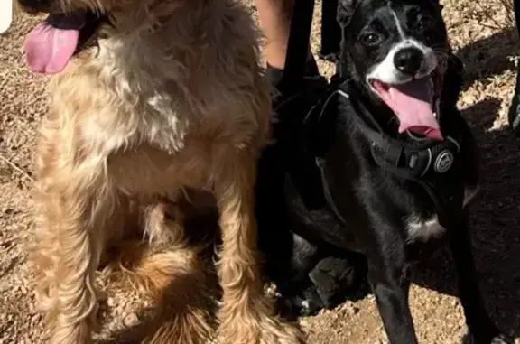 Lost Dog Oreo: Black & White in San Antonio