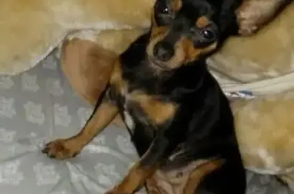 Lost Chihuahua: Black & Tan, S. Zarzamora