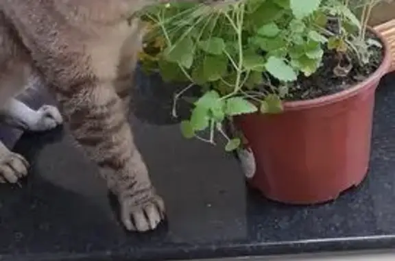 Gato desaparecido Fêmea (brl002189) - photo