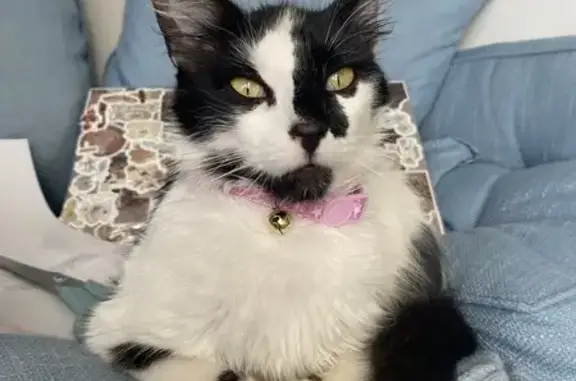 Missing Cat: Black & White, Mocatta St