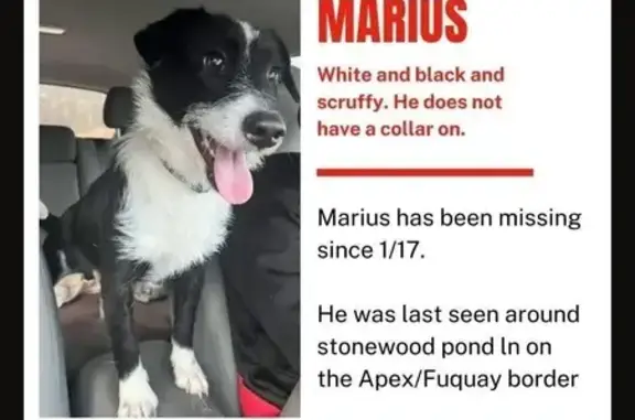 Missing dog Raleigh, photo: Lost Pup: 6-Month Black & White in Raleigh