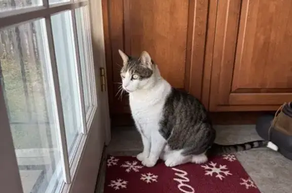 Found cat Allentown, photo: Found Cat: Microchipped Durk in Allentown