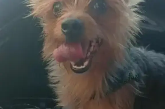 Lost Dog: Peanut - Brown, Black & Gold