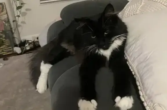 Black and white medium hair domestic cat 9mths old Indoor cat, Very timid, wont approach people.