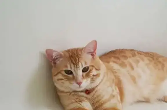 Missing cat Reno, photo: Lost Orange Tabby: Help Us Find Him!